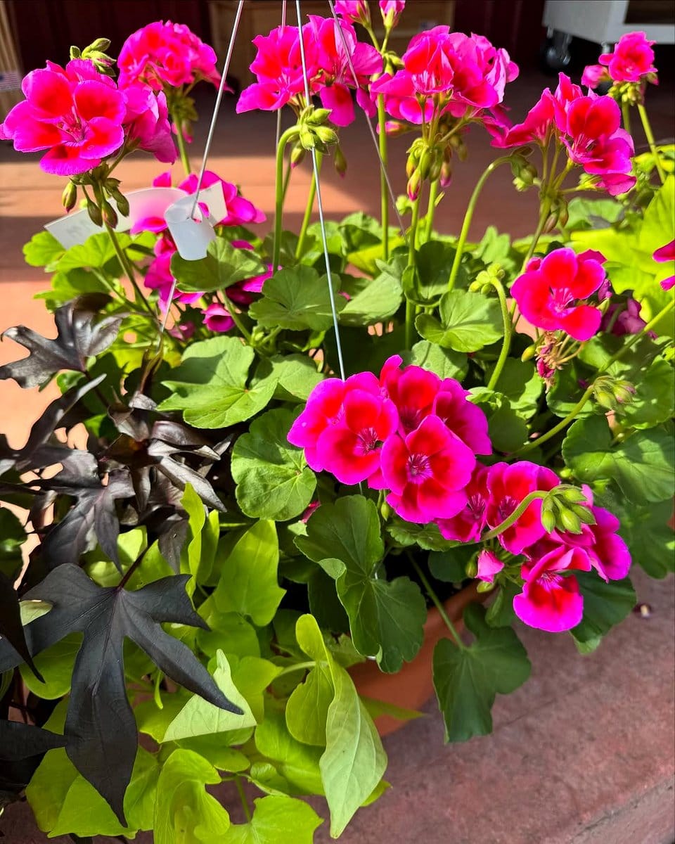 vibrant flower baskets on hooks
