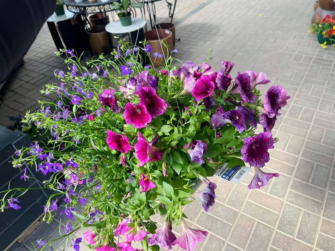 lobelia flowers cascading from basket
