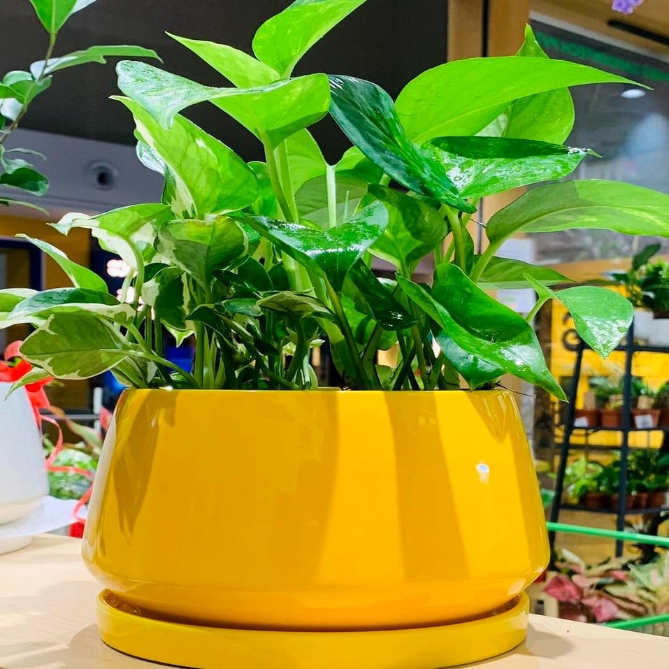 Afro-extraterrestrial themed plant pot