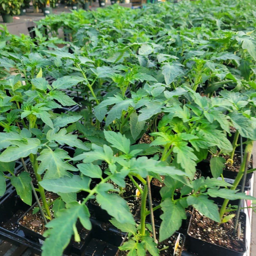tomato and pepper plants in pots