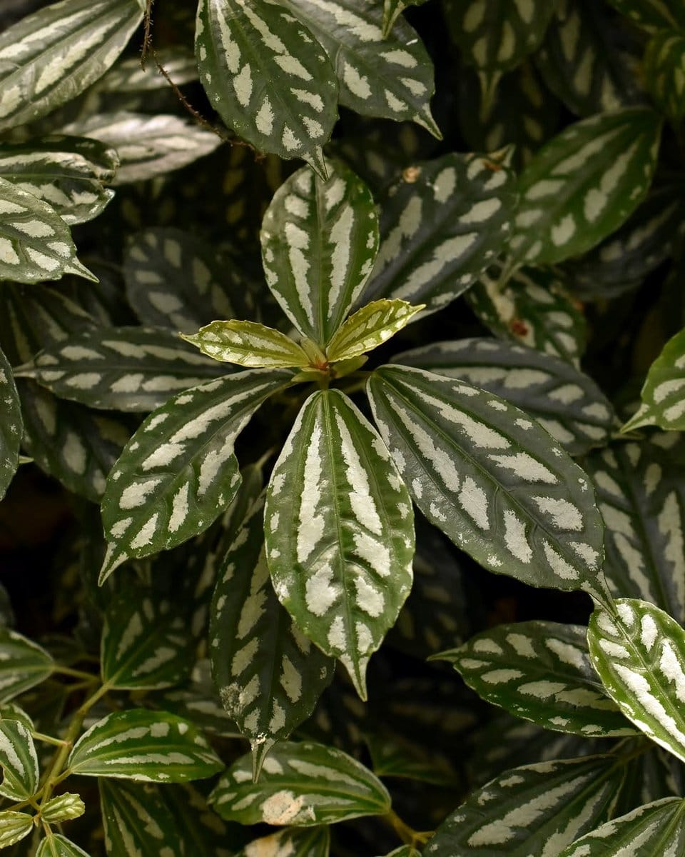 aluminum plant with silver foliage