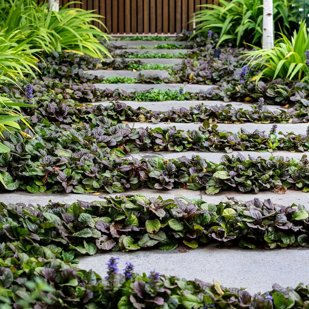 densely packed plant foliage
