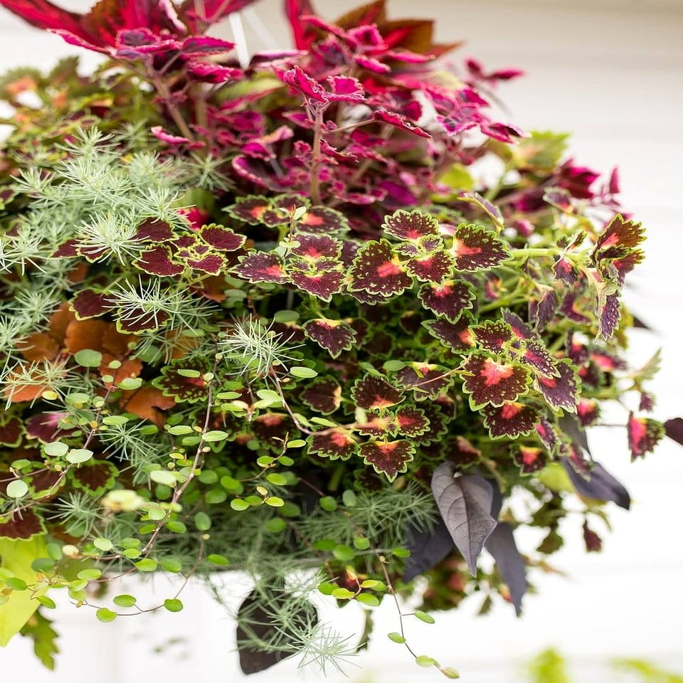 Hanging planters with trailing moss and mushrooms