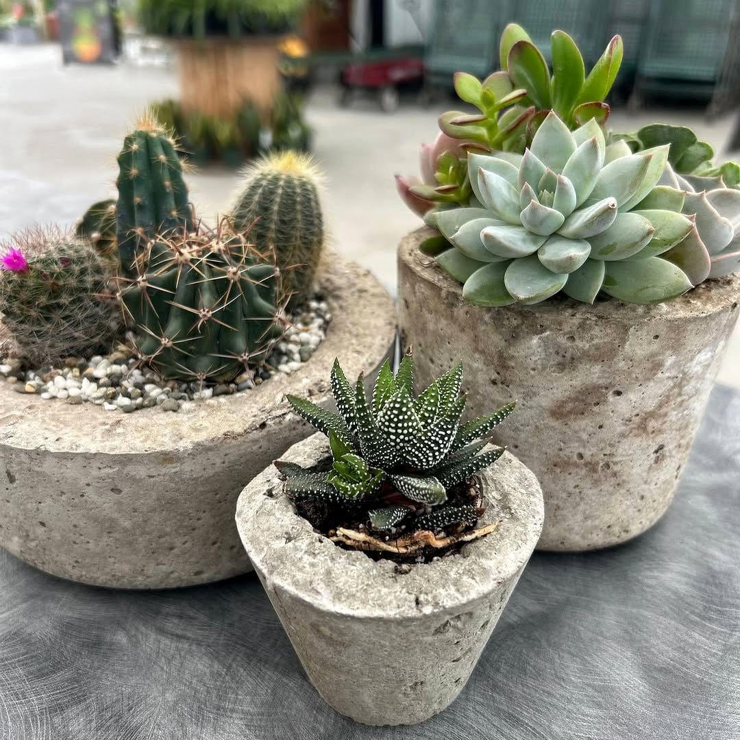 concrete planter with cactus