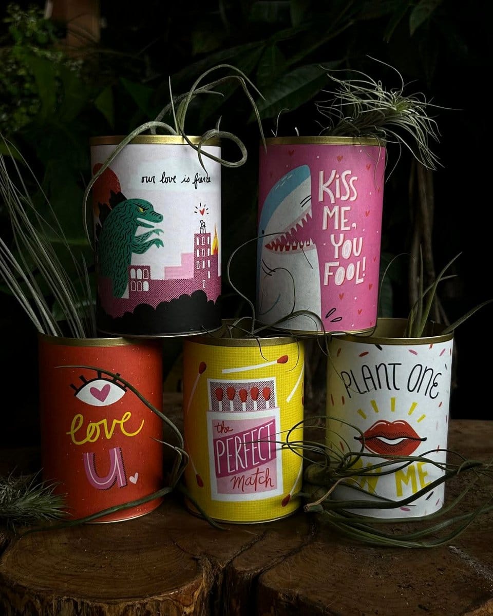 recycled plant pots with air plants