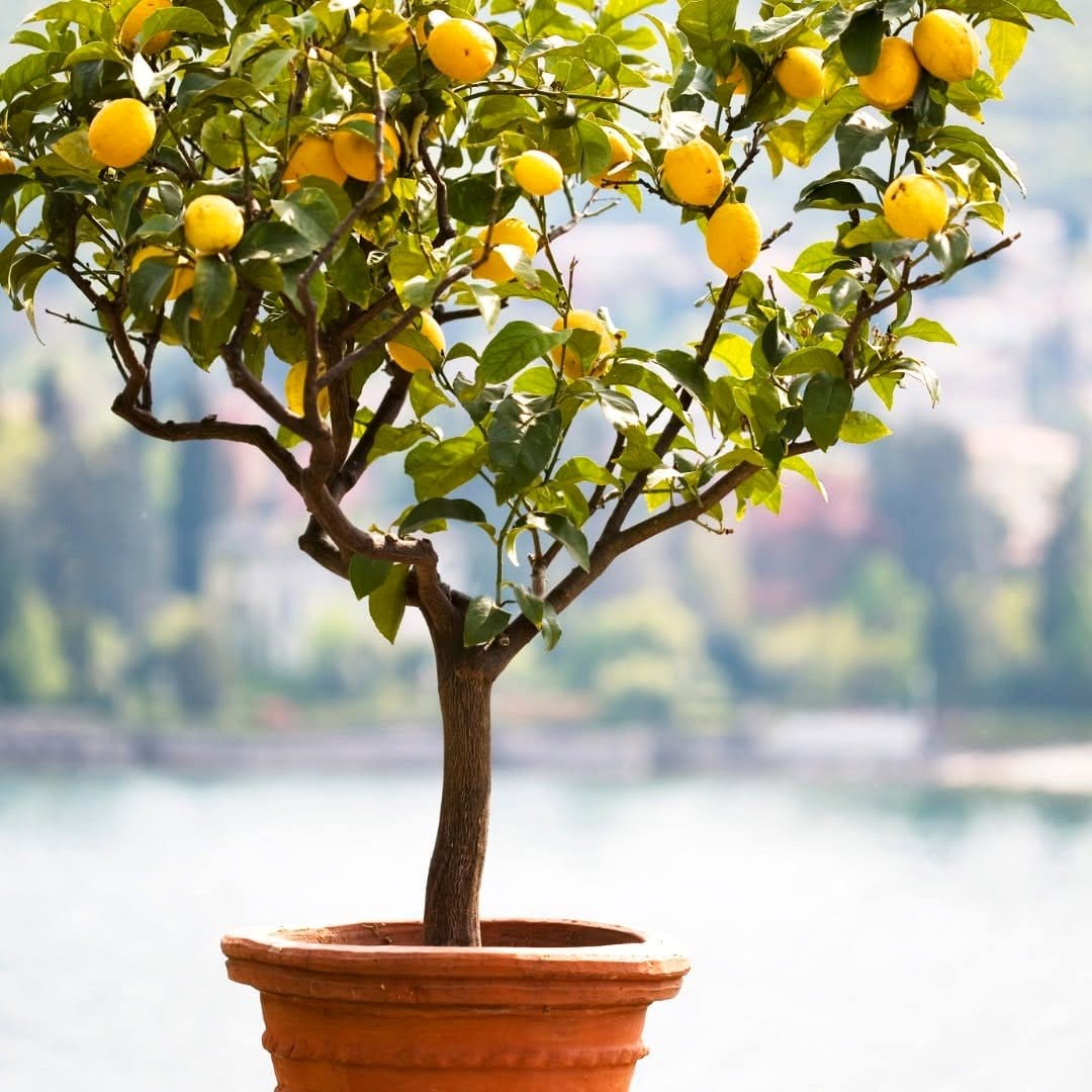 potted dwarf Meyer lemon tree