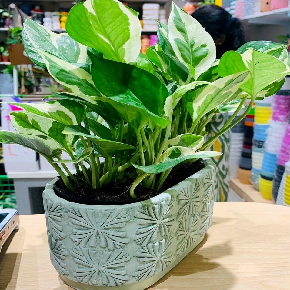 Fruit-themed plant pots with vibrant designs