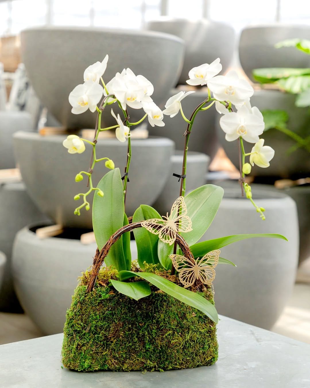 Elegant orchids in hanging glass orb