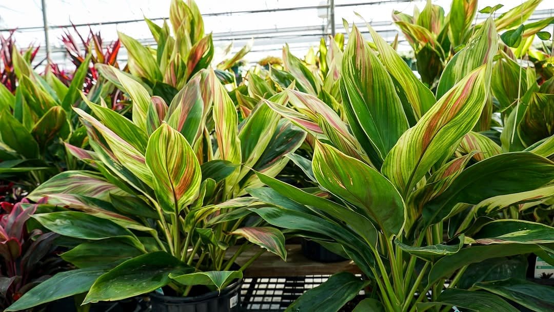 cordyline leaves in sunlight