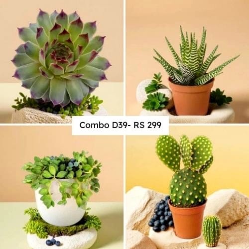 Sand and pebble layer with succulents