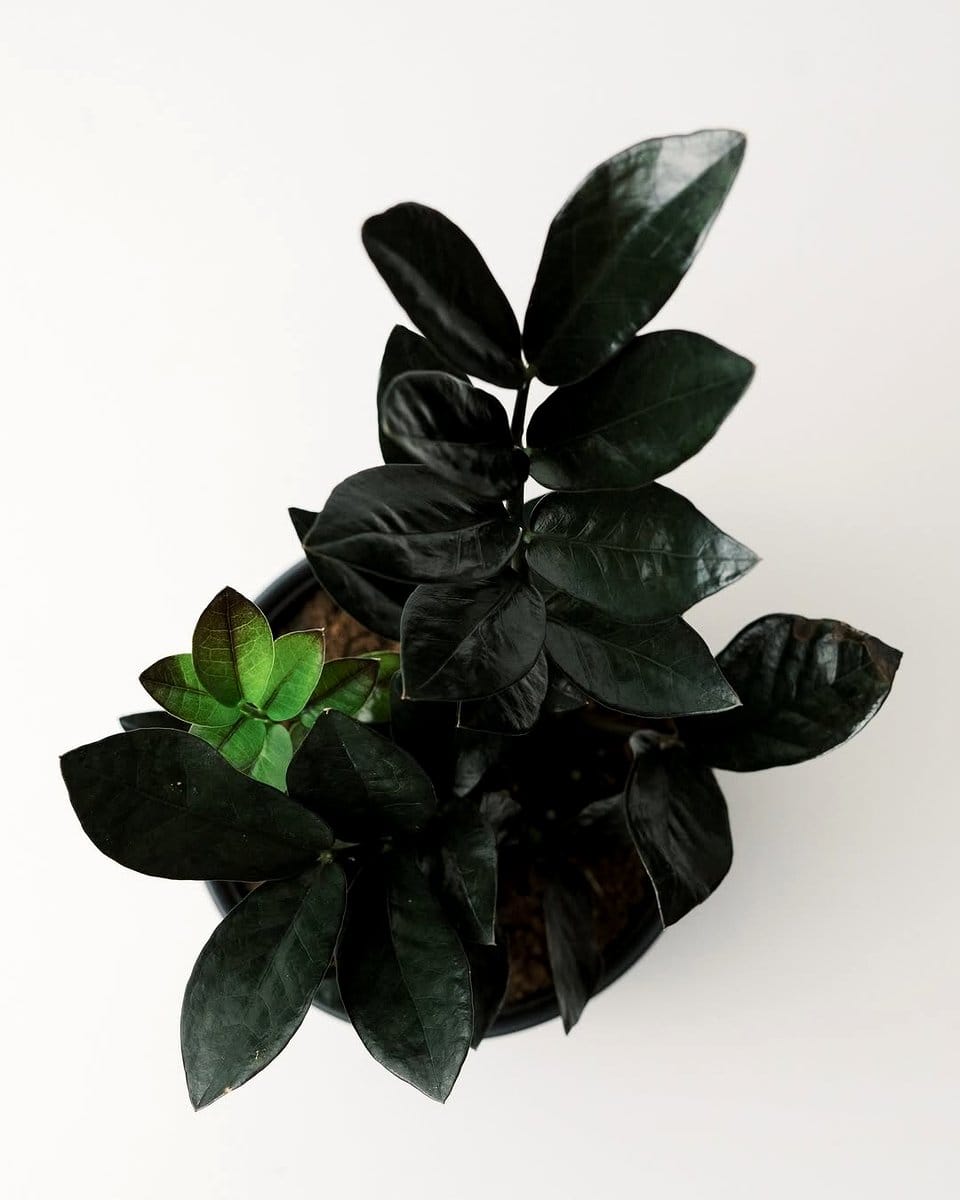 zz plant in decorative pot