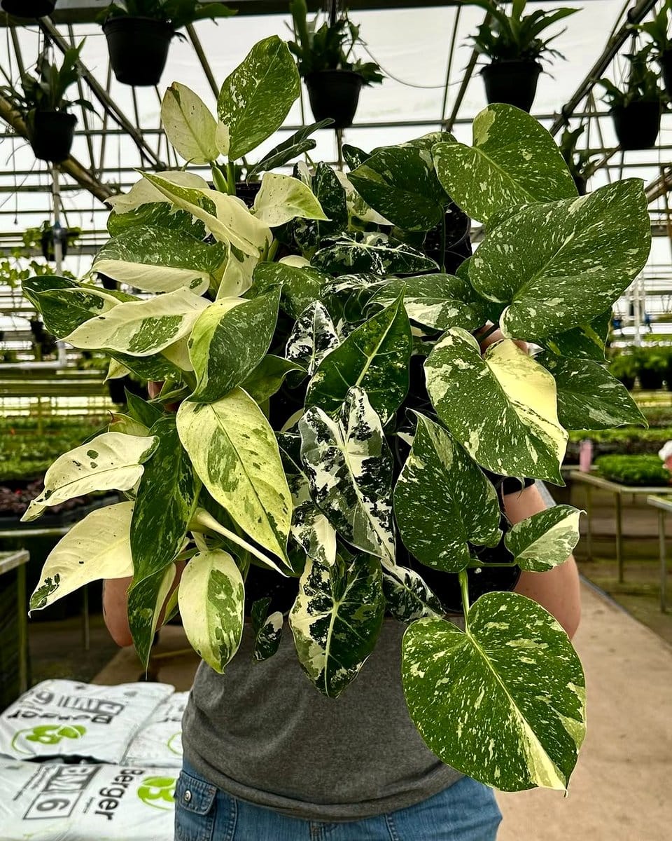 variegated monstera on dark shelf