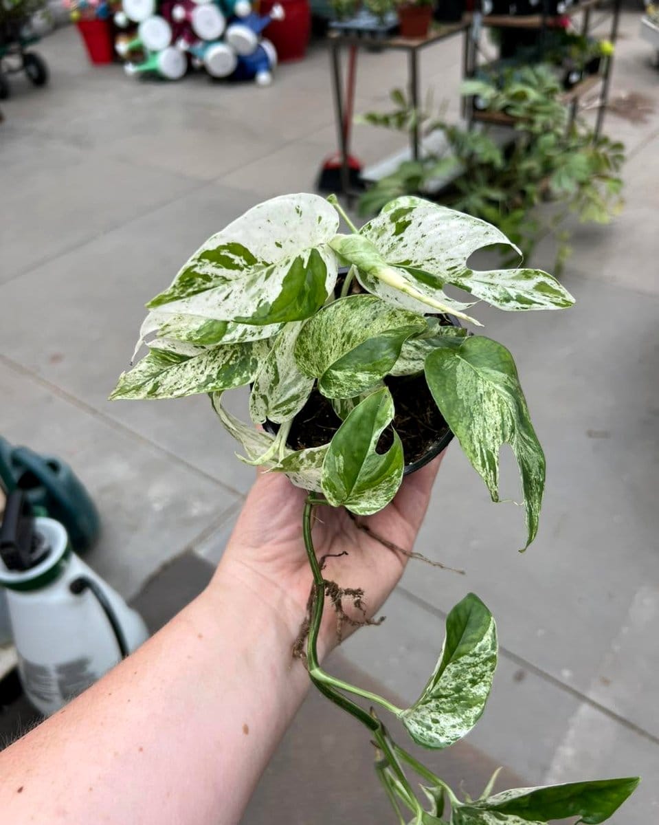 Pothos 'Marble Queen' with marbled leaves