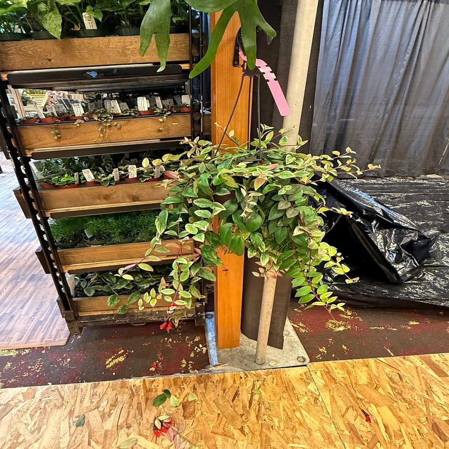 Unique wooden crate trellis with climbing plants