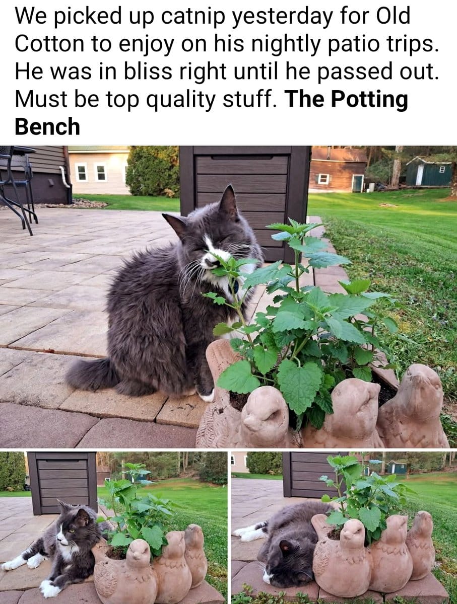 catnip leaves on patio