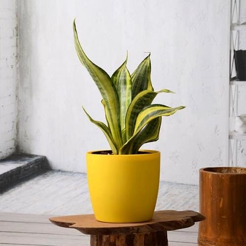 snake plant cluster on a shelf