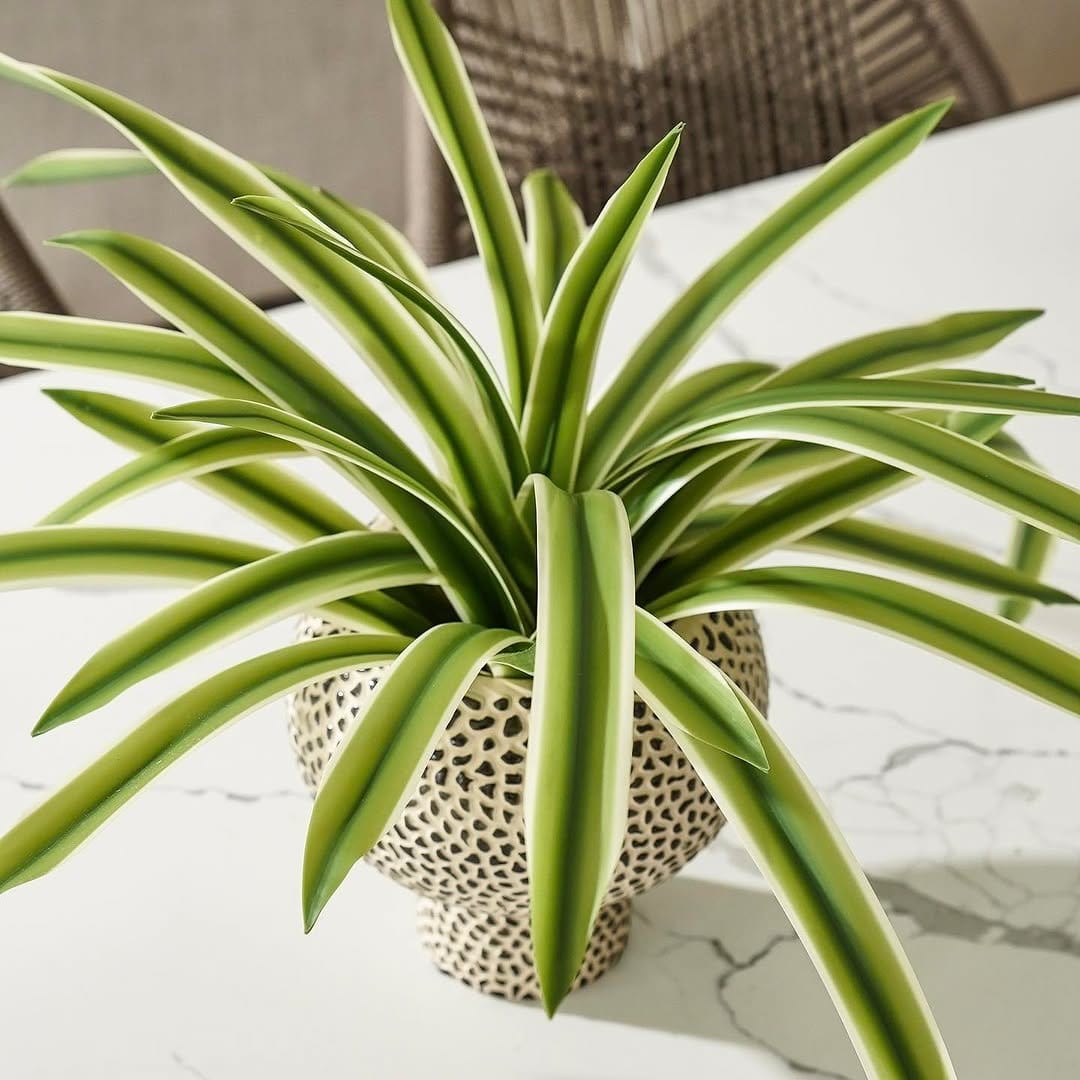 Textured rattlesnake plant in modern planter