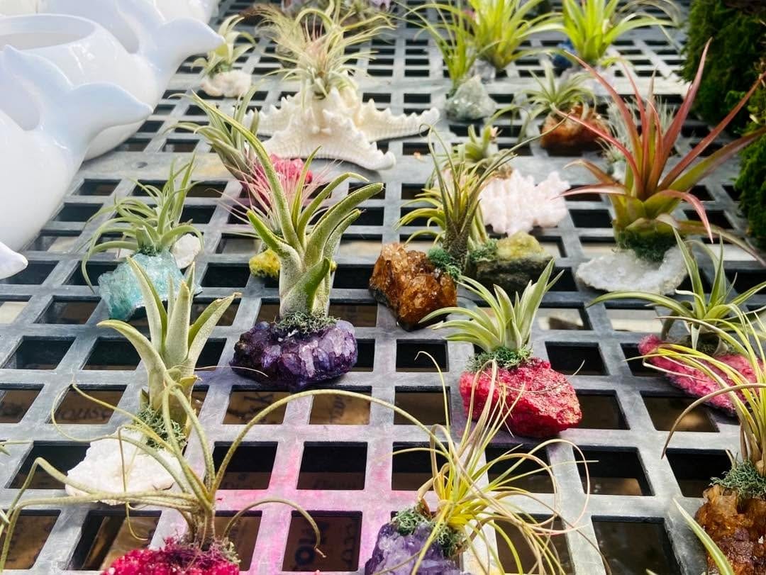 Western wagon cactus display setup
