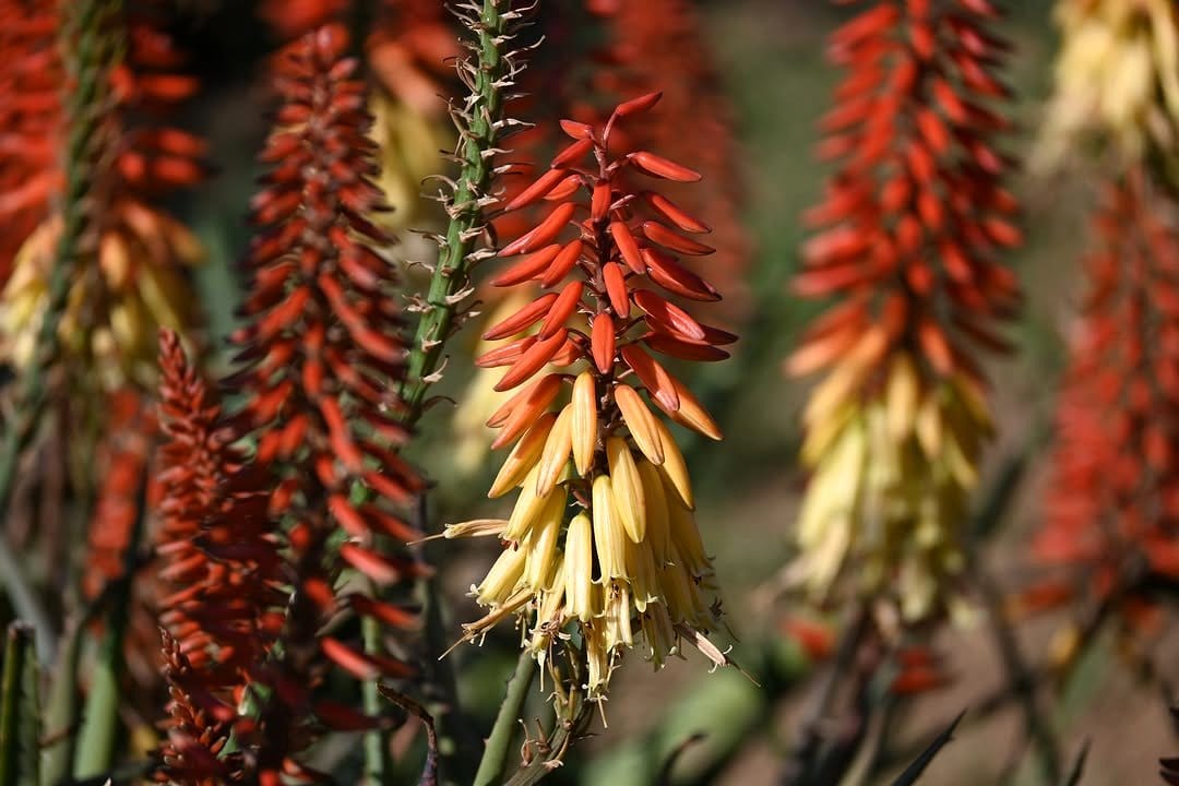 aloe and agave plant cluster