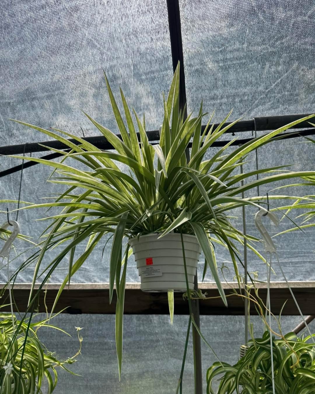 Rustic spider plants in woven baskets