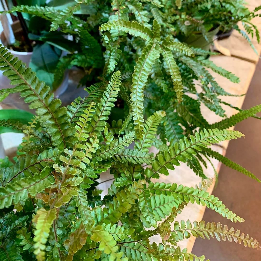 Boston Fern with lush greenery