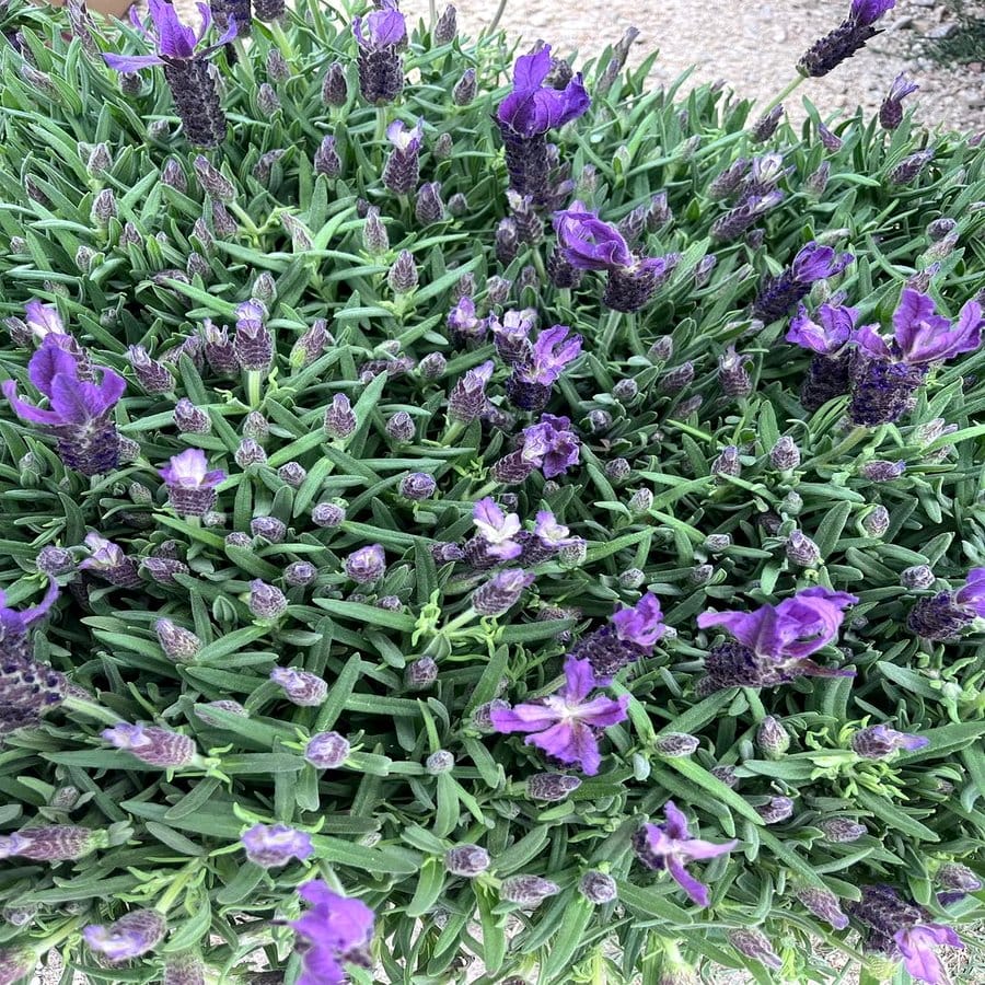 Whitewashed planter with lavender