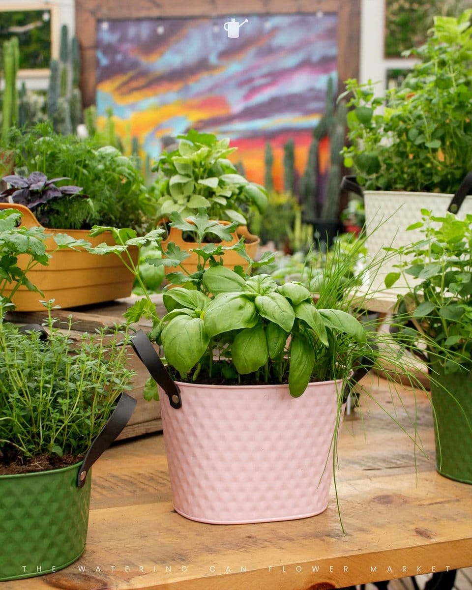 potted sage, thyme, and oregano on a sunny patio