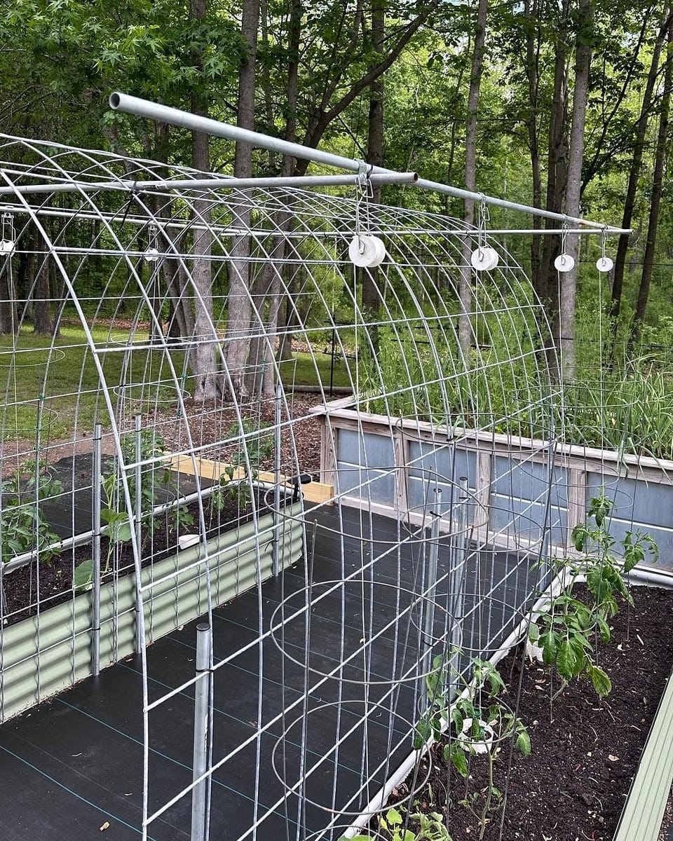 metal grid with trailing vines
