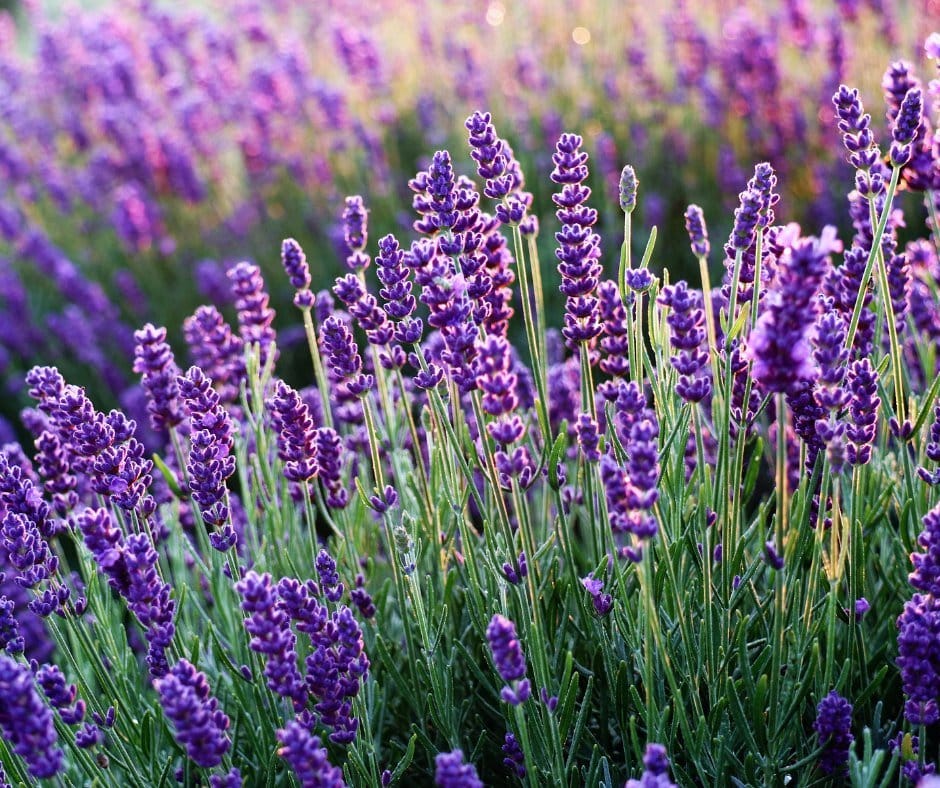 mixed lavender and sage in terracotta pots