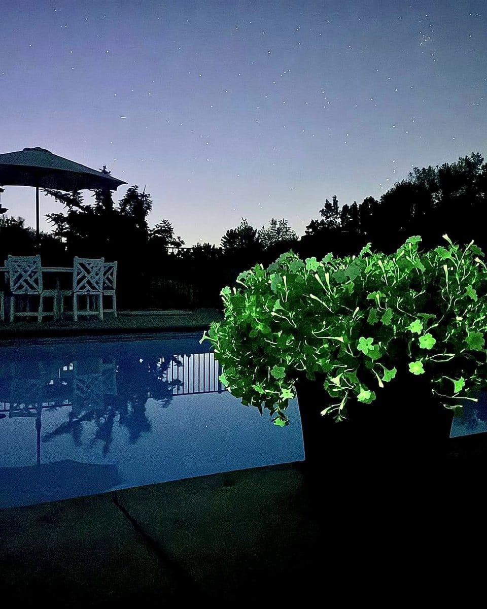 illuminated plant pots in patio