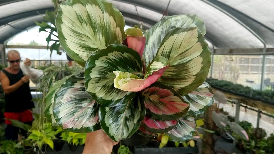 Calathea Medallion leaves with intricate patterns