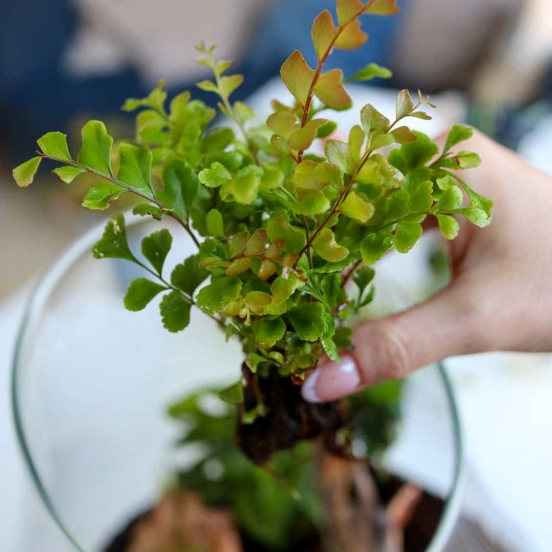 autumn leaves in terrarium
