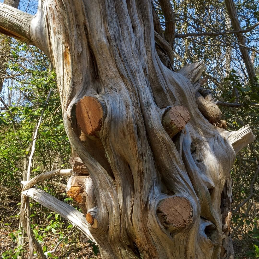 tree bark pieces under shrubs