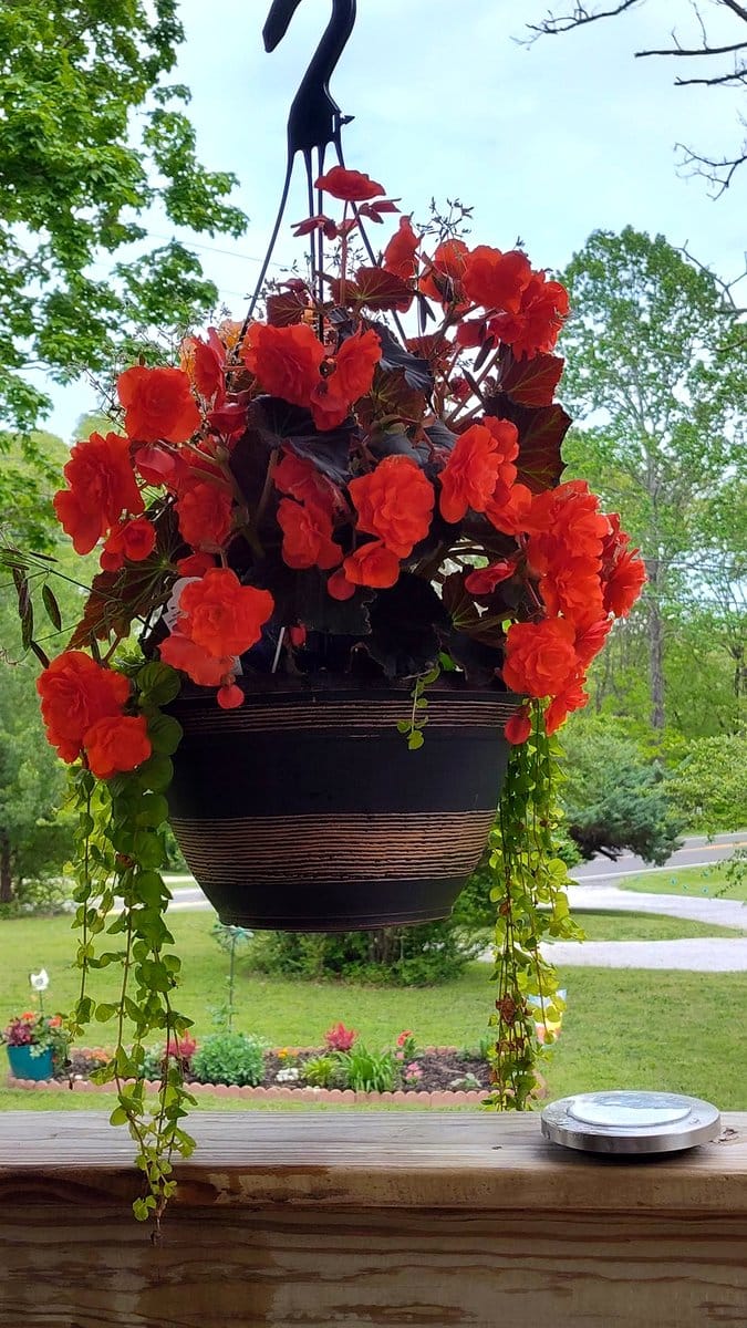 colorful begonia collection