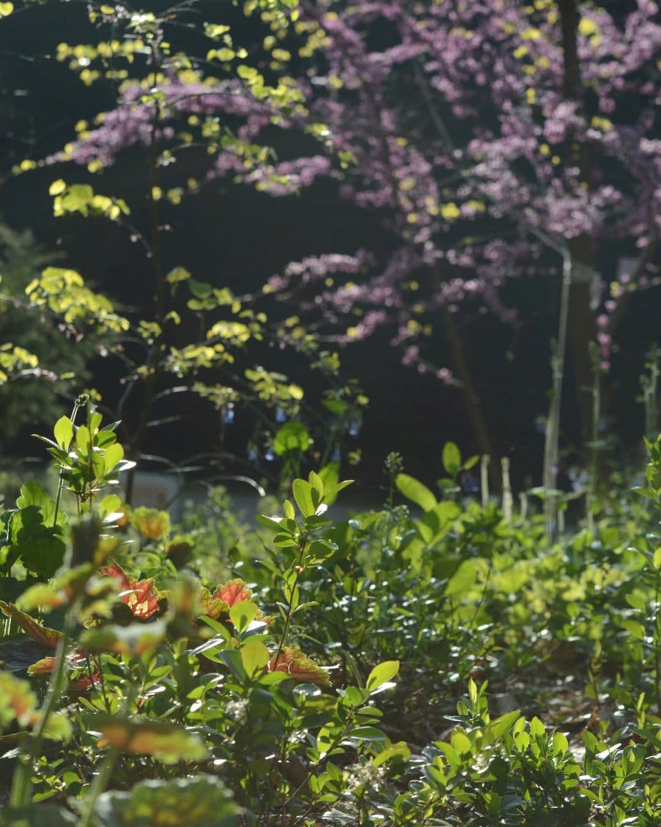 Black mondo grass with foamflower blooms