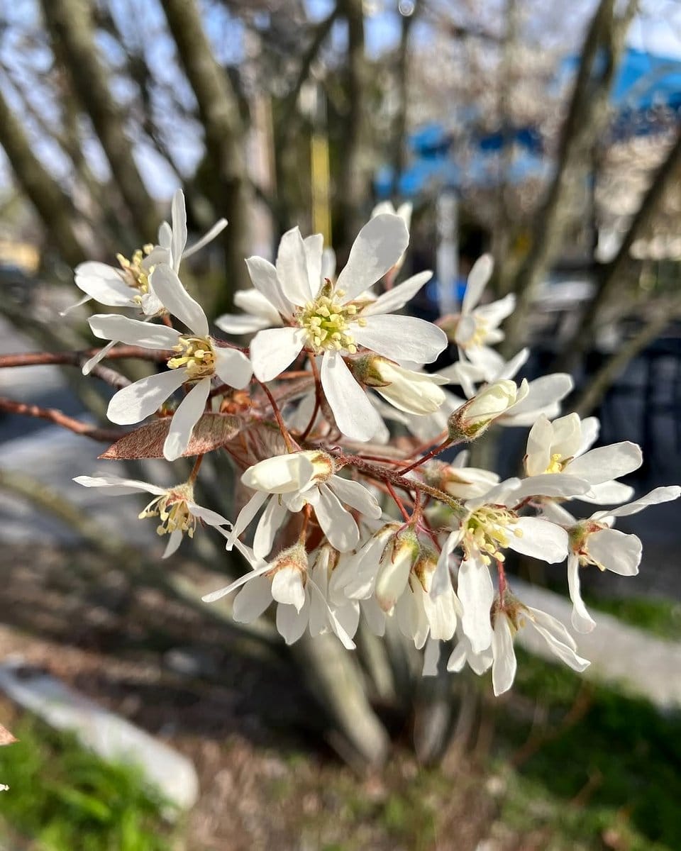 serviceberry tree with white flowers in city garden