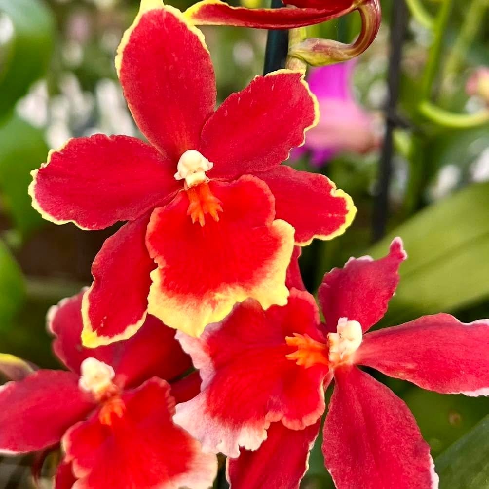collection of diverse orchids