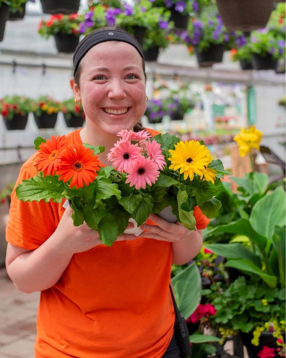 gerbera daisy in bright pot