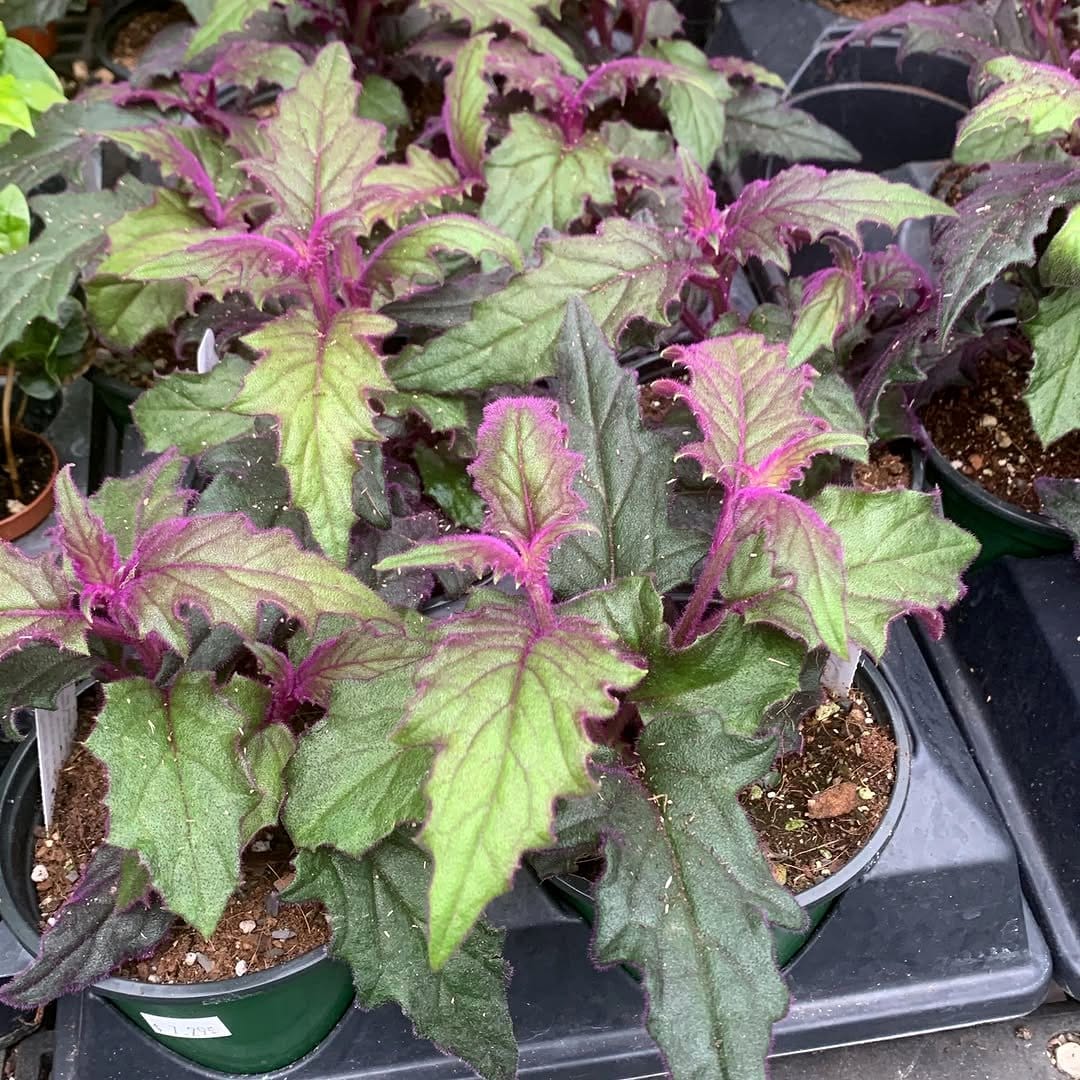 Fuzzy Purple Passion Plant leaves in a terracotta pot