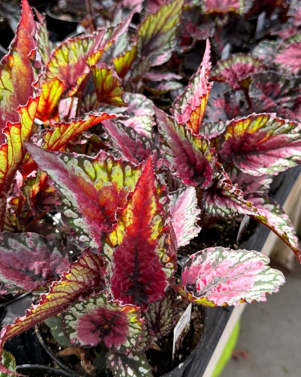 Rex Begonia with multicolored, textured leaves