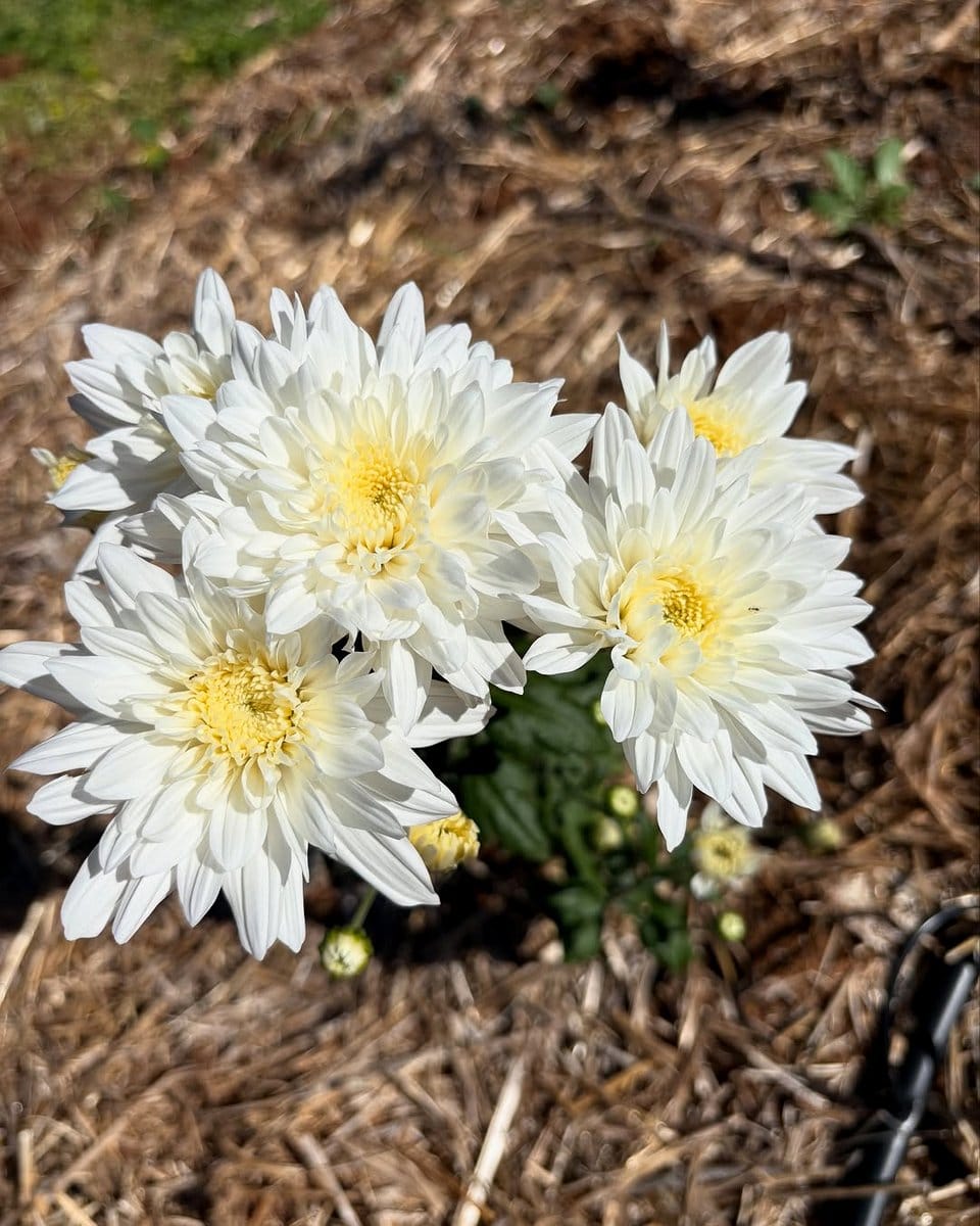 chrysanthemums in autumn garden