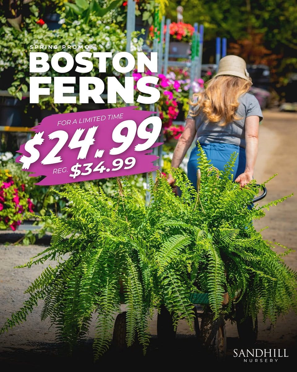 lush ferns overflowing from hat box