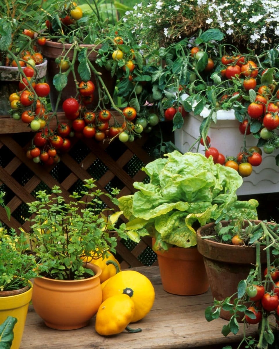 cherry tomatoes in small pots