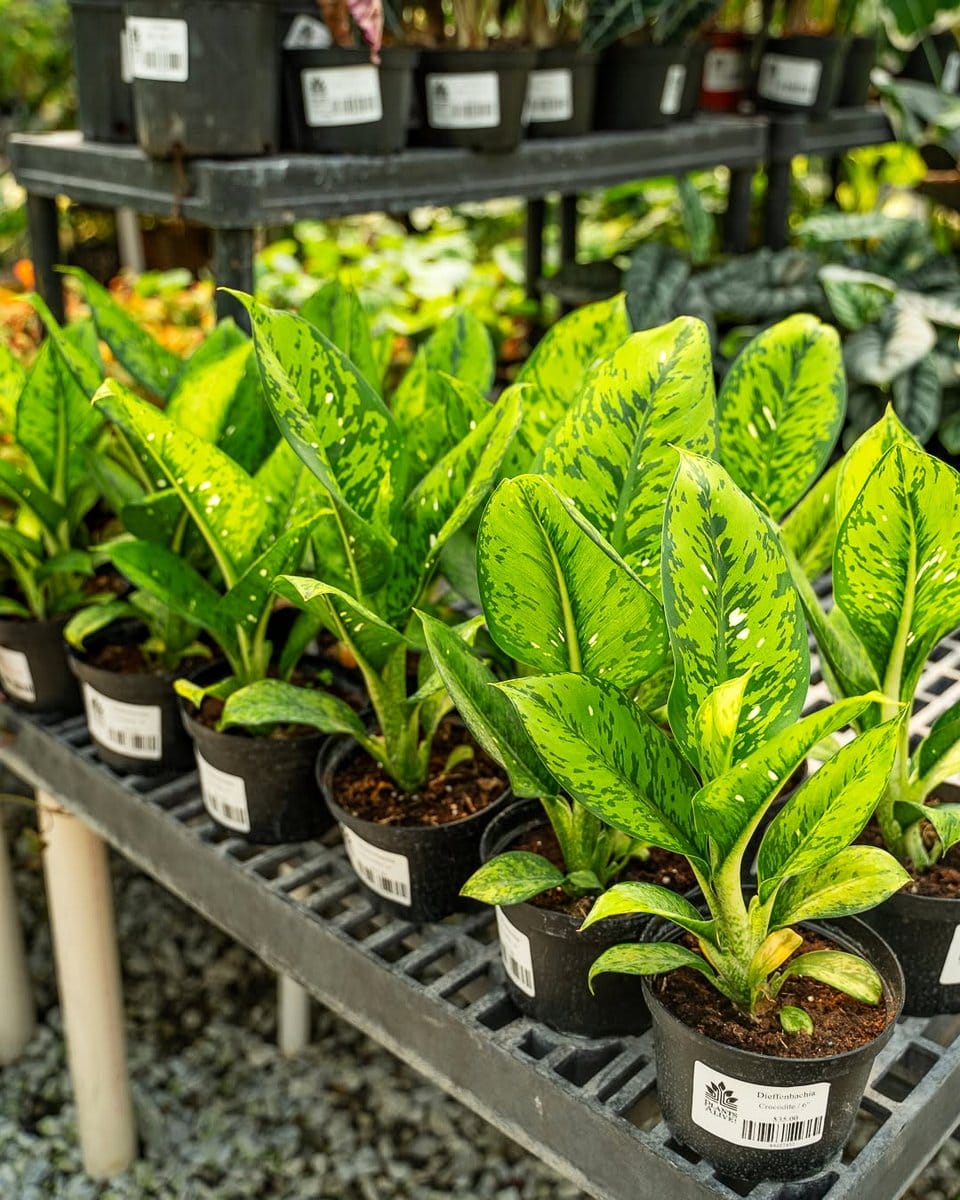 dieffenbachia camille in office corner