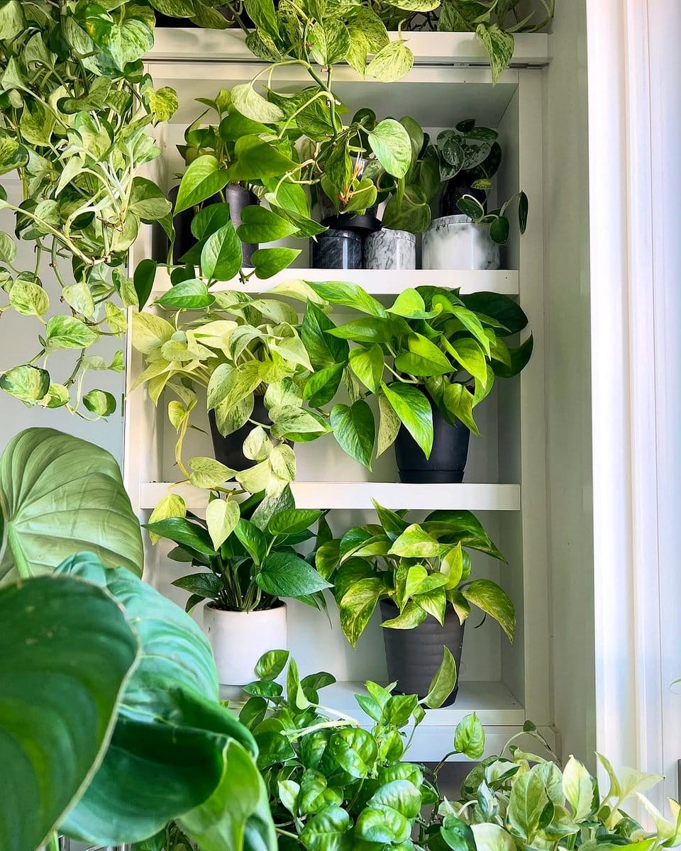golden pothos trailing from shelf