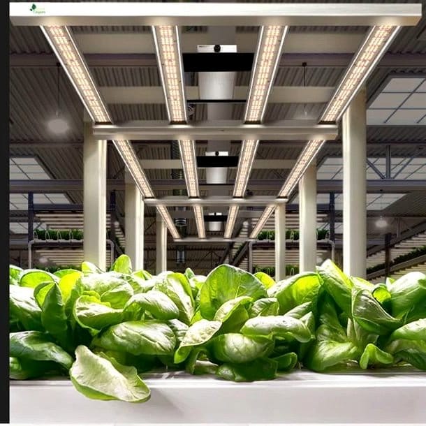 large indoor hydroponic setup with lights
