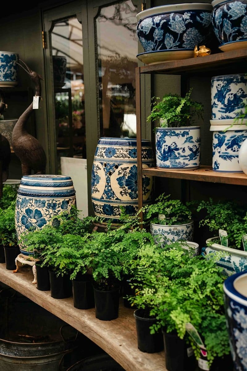 delicate maidenhair fern in a terracotta pot