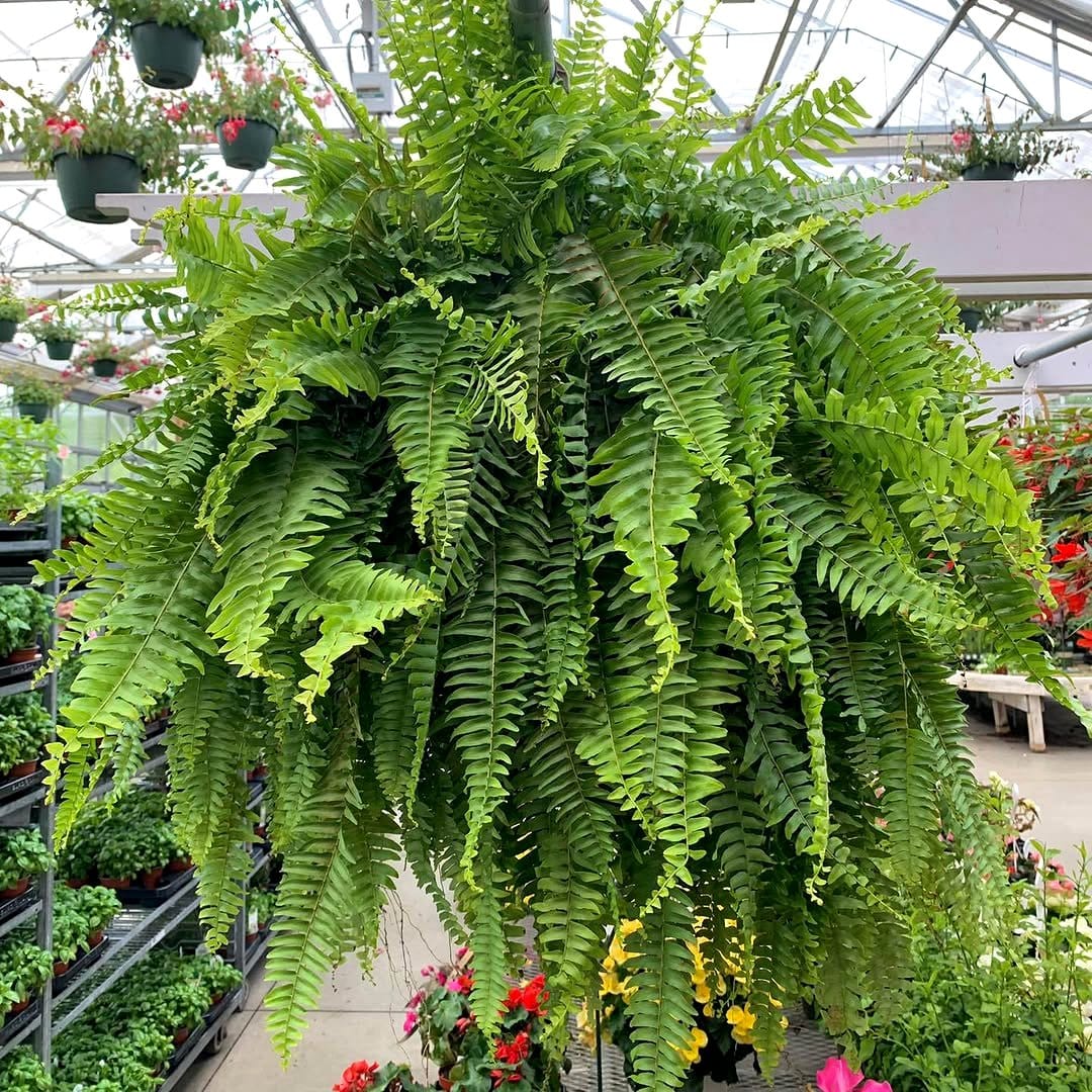 boston fern with maidenhair fern