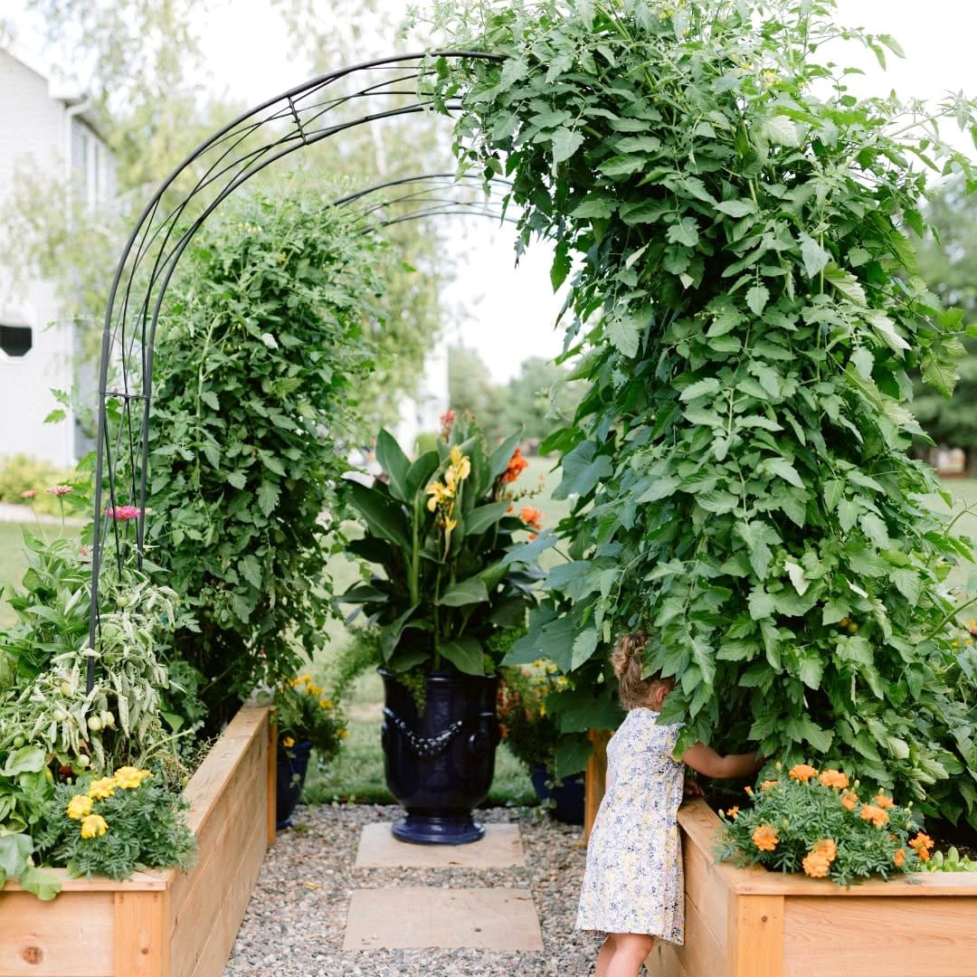 Garden arch with climbing herbs
