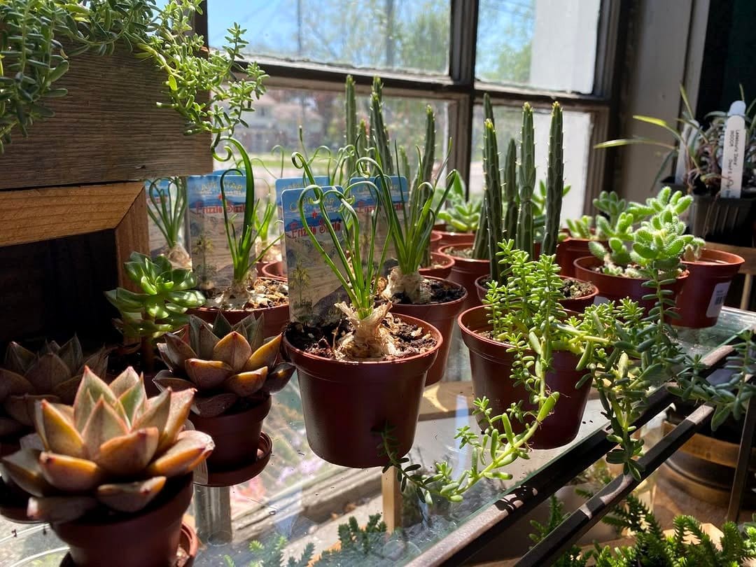 sunlit windowsill with succulents